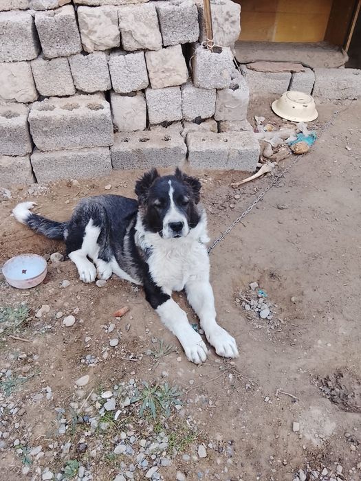 Сабака алабай.  Даром