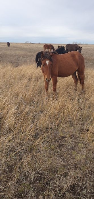Байтал сатылады!