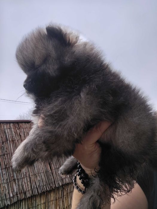 Fetita pomeranian