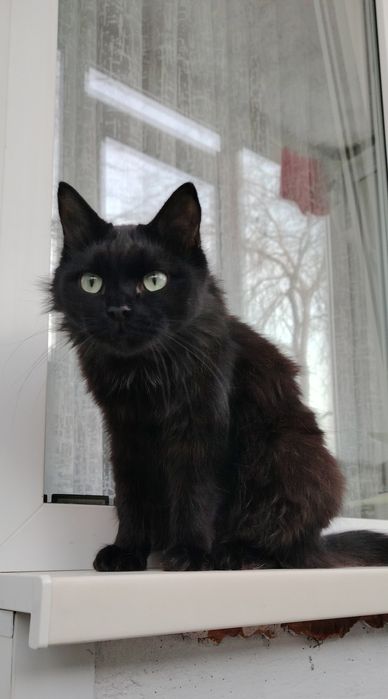 Пристраивается шикарный кот