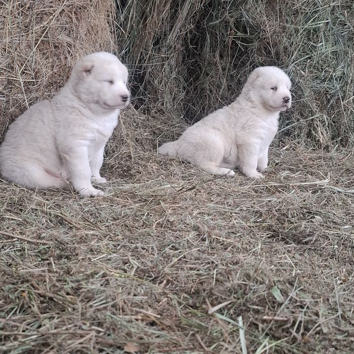 Продам щенков Алабая