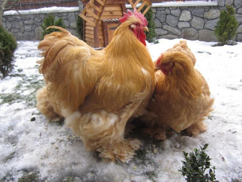 Кохинхин стандарт тухумлари сотилади