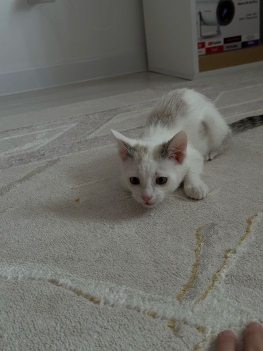 Отдаю котенка мальчика в дорбые руки