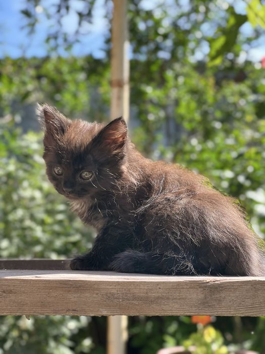 Котята мальчики и девочки