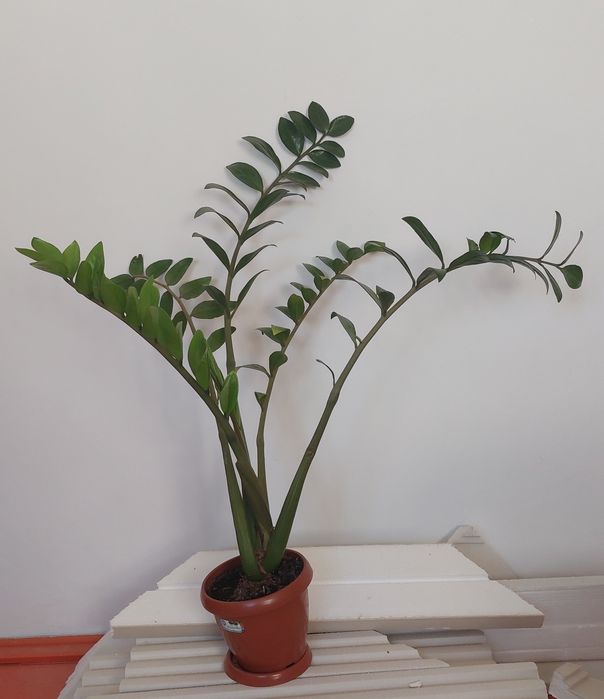 Доллар гүлдер сатылады.