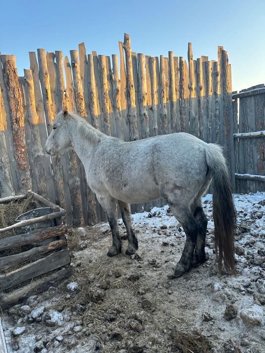 продам кобылу с откорма.