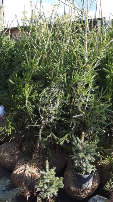 Сосна пихта деревья