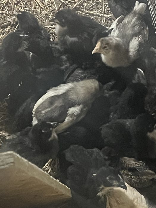 Астролорп Балапандары