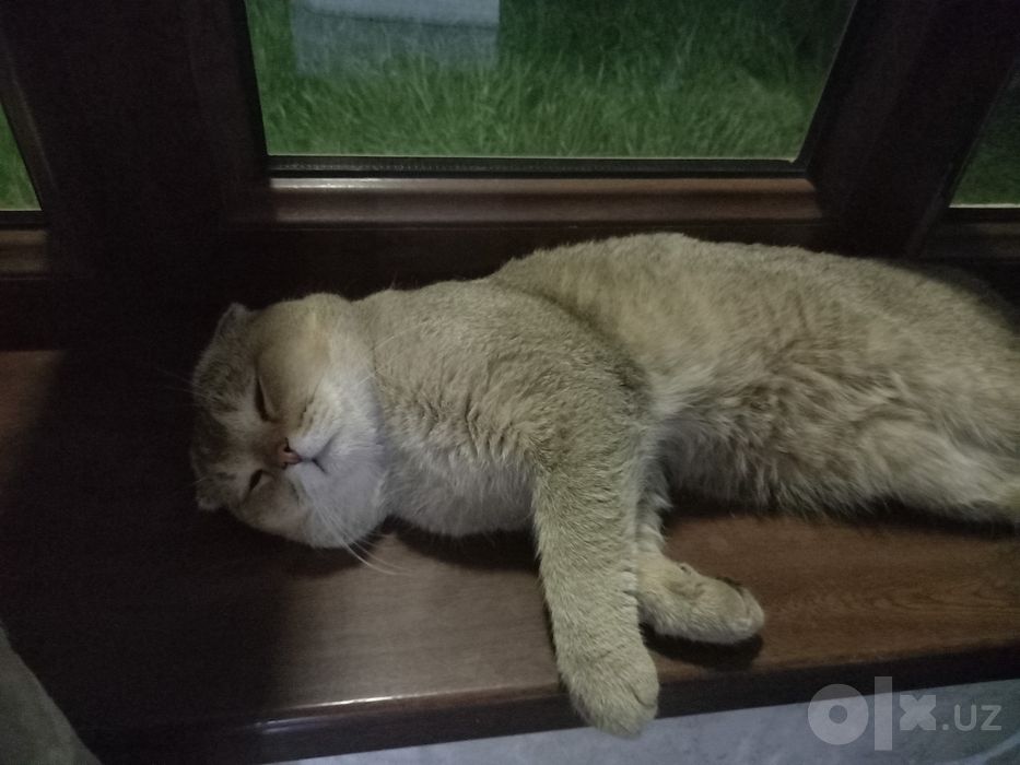 Залотоя шиншела.