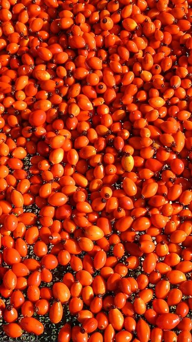 Vand  Macese proaspete