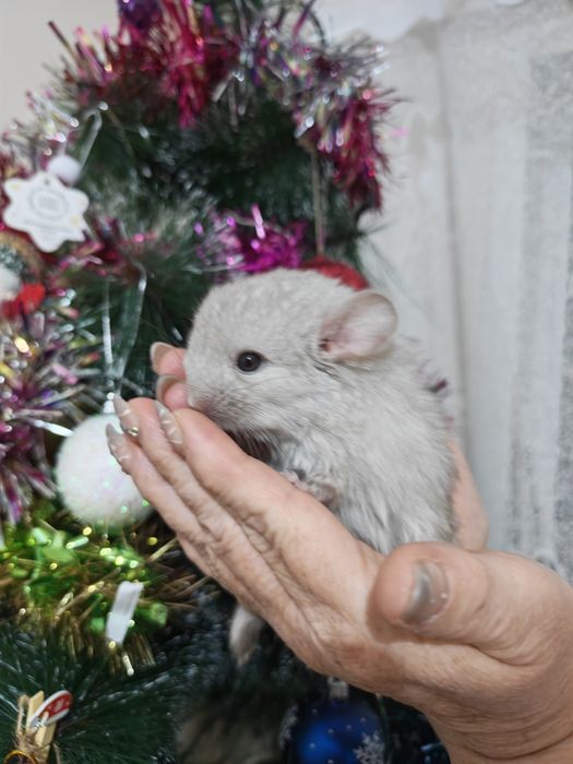 Выставляются в бронь шиншиллята, мальчик и девочка
