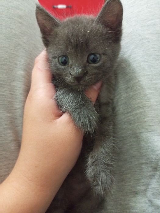 Отдам котёнка в добрые руки