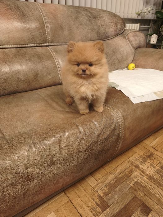 Померани-женски ваксинирани,с паспорт