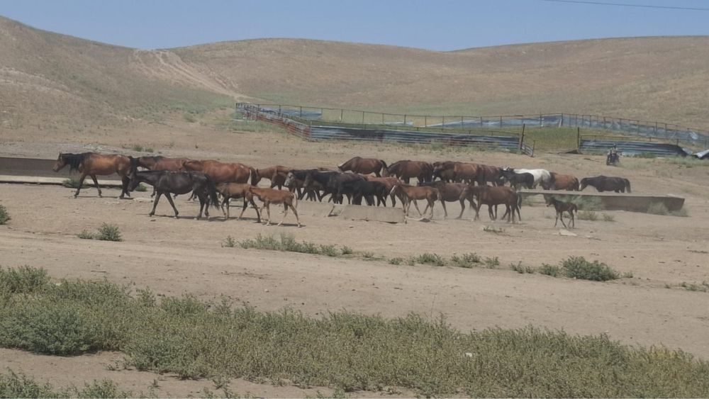 Бие 200 бас сатылады