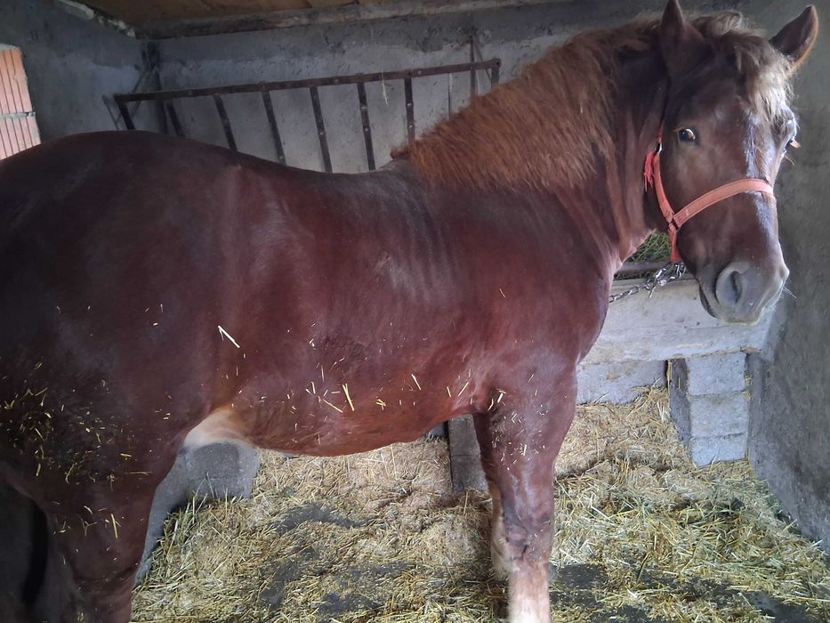 Vand manz de aproape doi ani