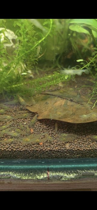 Креветки Амано в Алматы