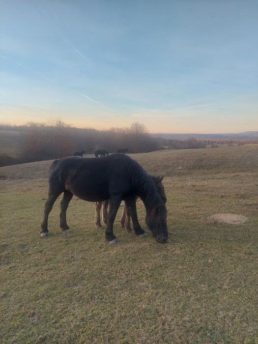 Vand sau schimb iapa gestanta, de 4 ani cu manz de 3 lui.