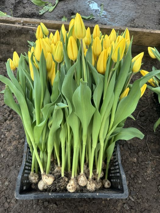 Тюльпаны оптом Алматы(область)