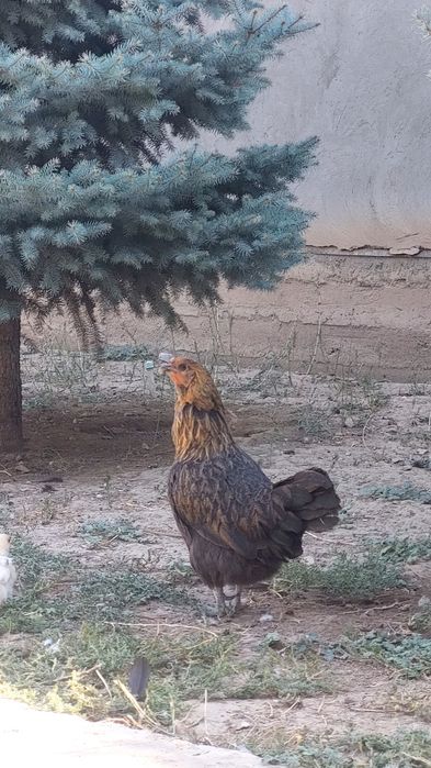 Күрке тауық 6 балапанымен