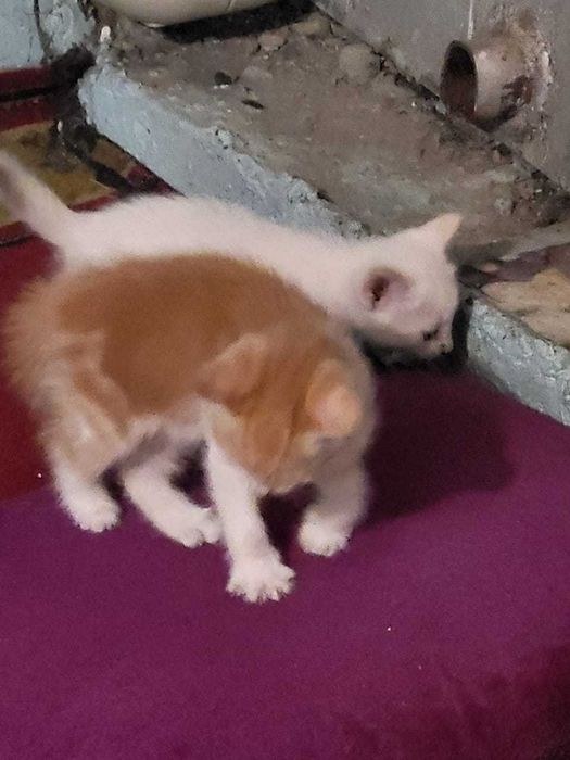 Котята в хорошие руки