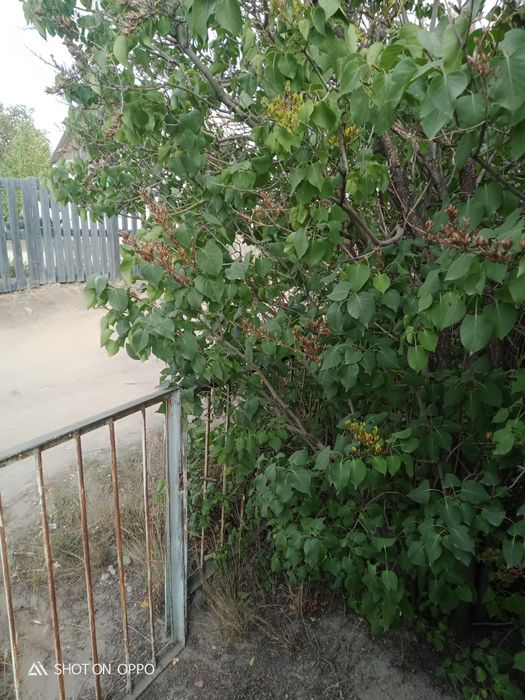 Продам дачу Мурат 1