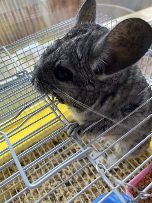 ШИНШИЛЛА продам мальчик