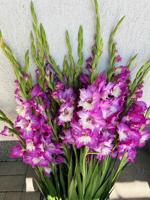 Bulbi de gladiole