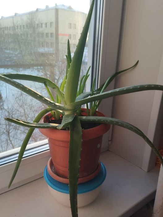 Продам алоэ вера