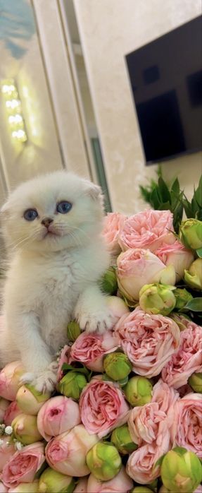 Скотиш фолд 2ойли