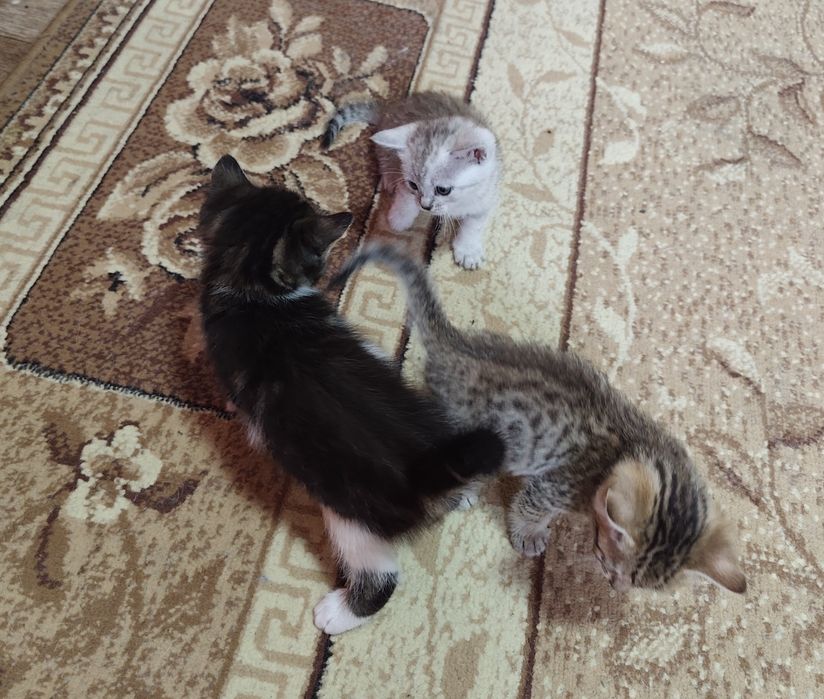 Отдам котят в хорошие руки