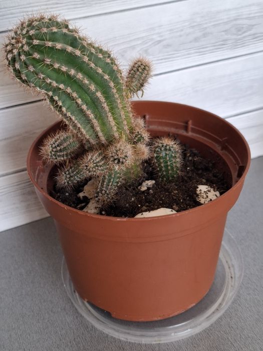 Кактусы разные, цена за каждый