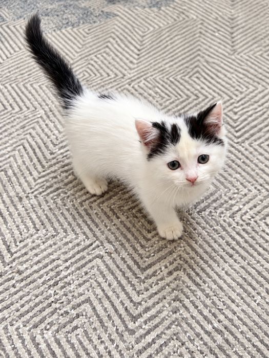 Отдам котёнка в добрые руки — 2 месяца
