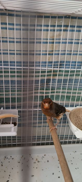 Продаётся Канарейка