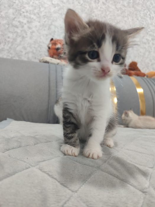 Отдам котят в добрые руки