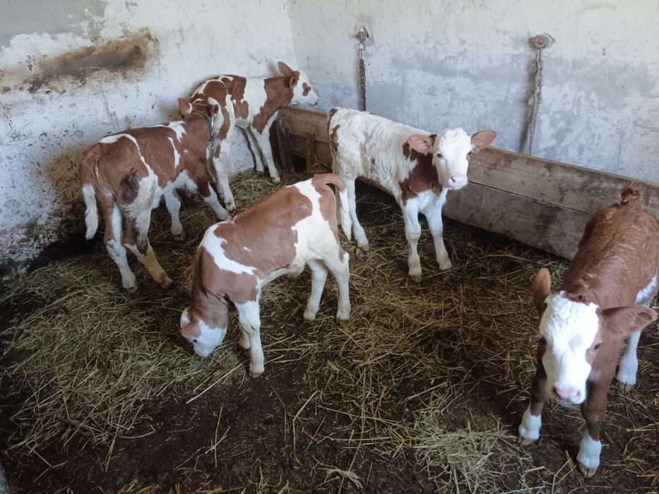 3 tăurași și 2 vițele bălțate negociabil