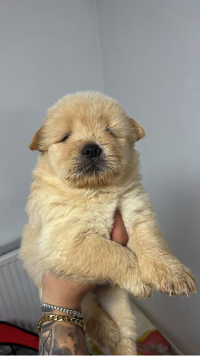 vand pui de chow chow