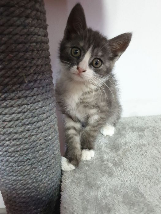 Котёнок мальчик отдам даром