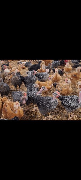 Vând pui albi și rasa mixta