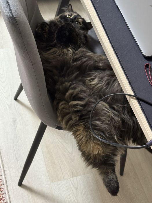 отдам кошку в добрые руки