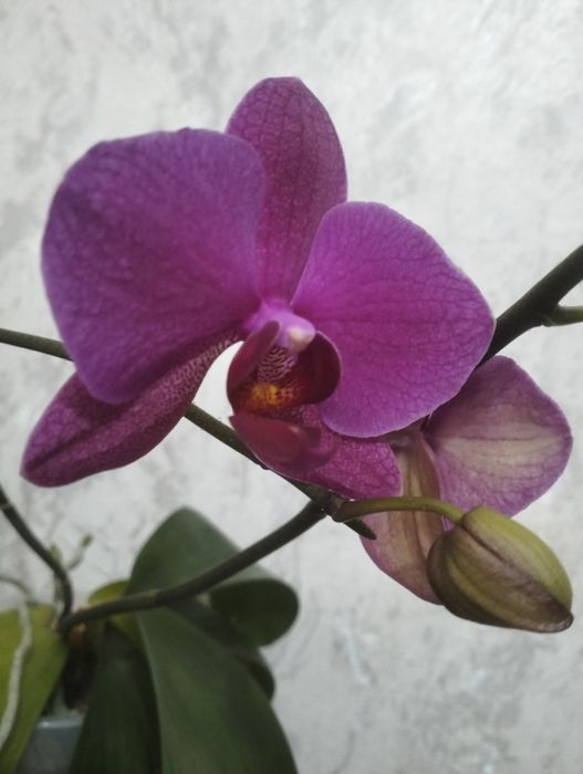 Домашние цветы.Орхидея.