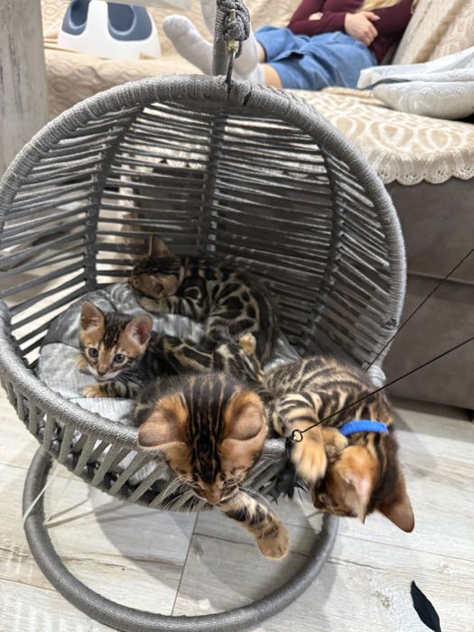 Чистокръвни Бенгалски котета