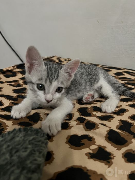 Отдам котят мальчиков в заботливые верные руки