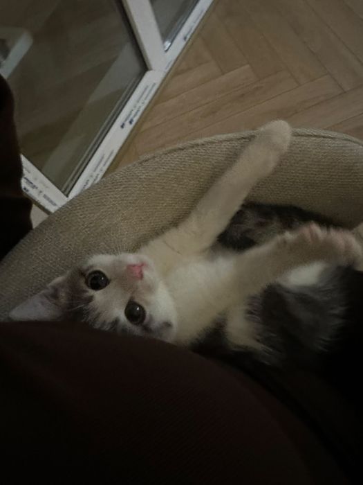 Отдам котёнка в добрые руки