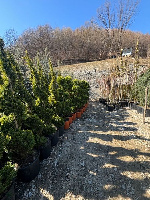 Tuia spirala,pom pon