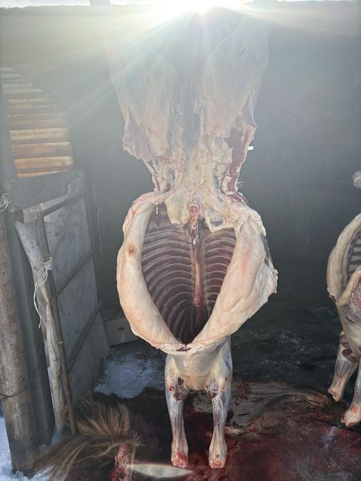 Байталдар сатылады