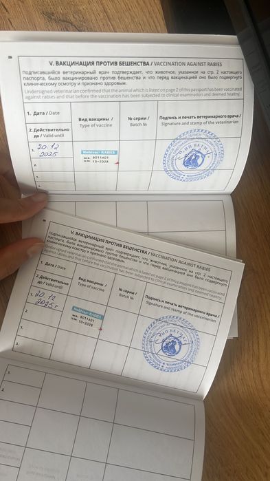 Котята мейнкун 2 месяцев