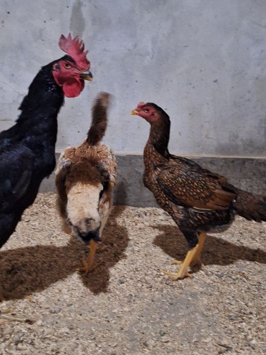 Продаже бойцовые  пара