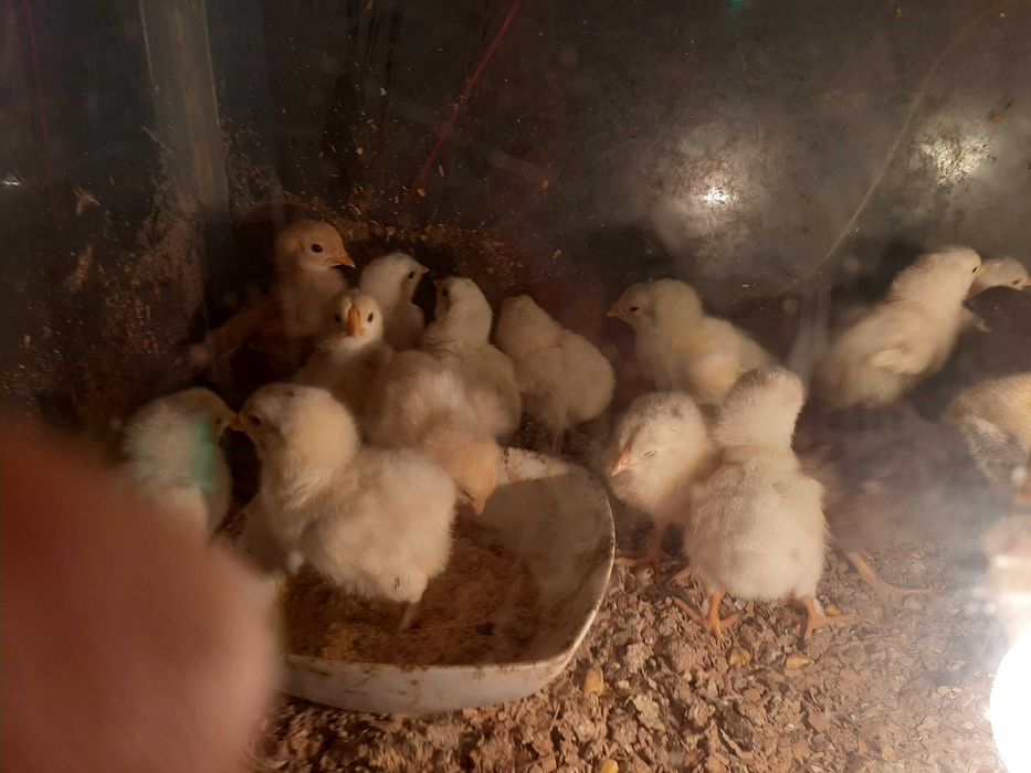 pasari de casa de vanzare