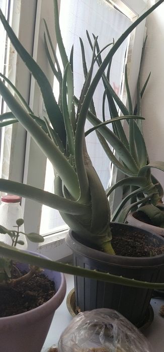 7 жылдық Алоэ сатылады