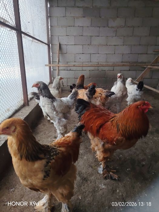 Продам Брамы Петухи.